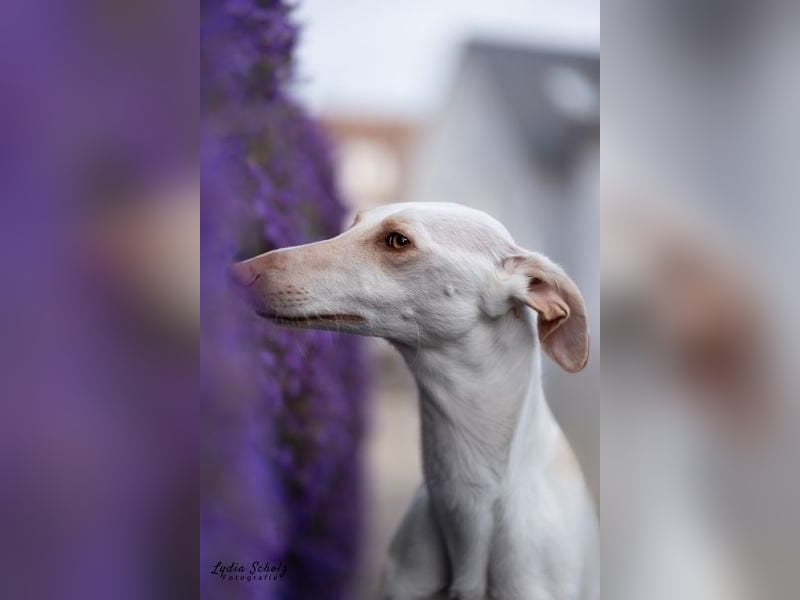 FRAMBUESA  in  74229 Degmarn