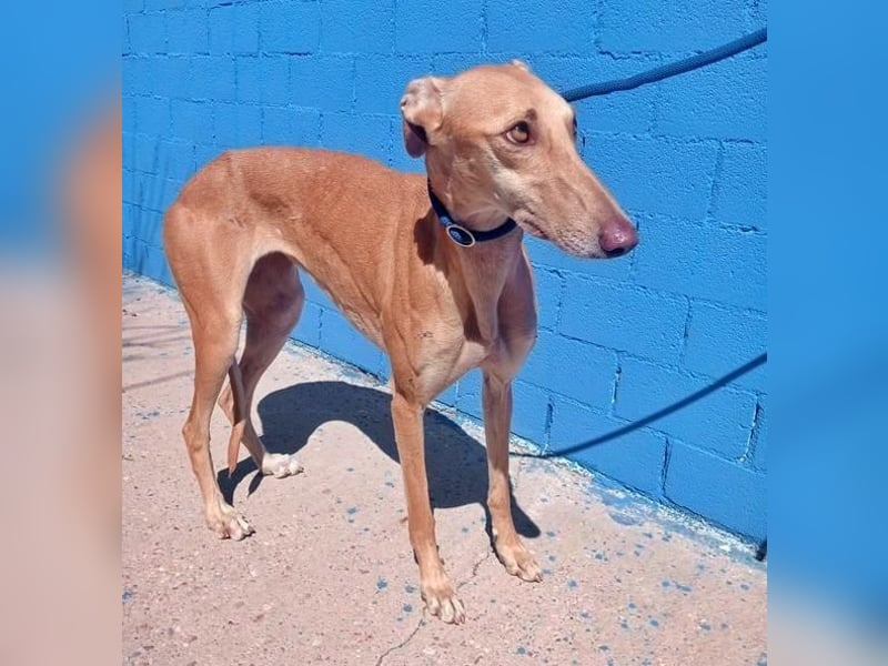 MIEL die elegante Langnase