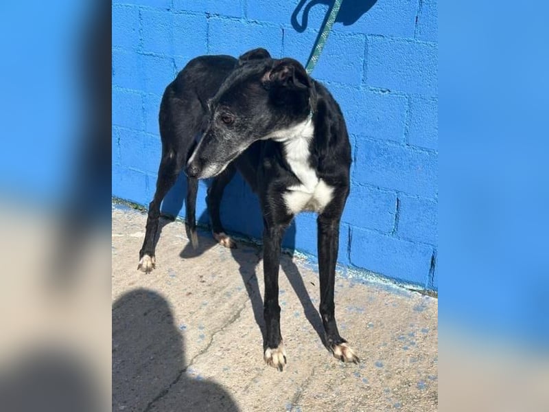 KATA die feine Galga