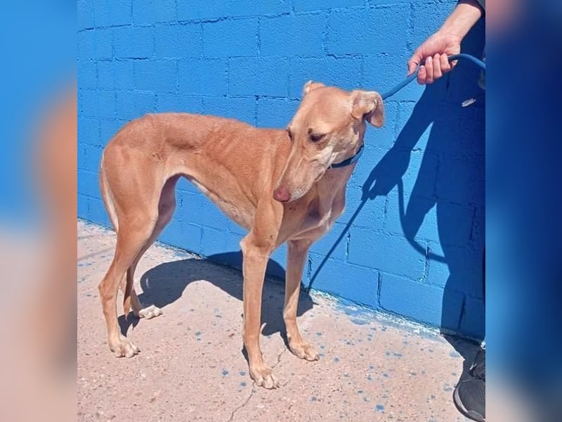 MIEL die elegante Langnase