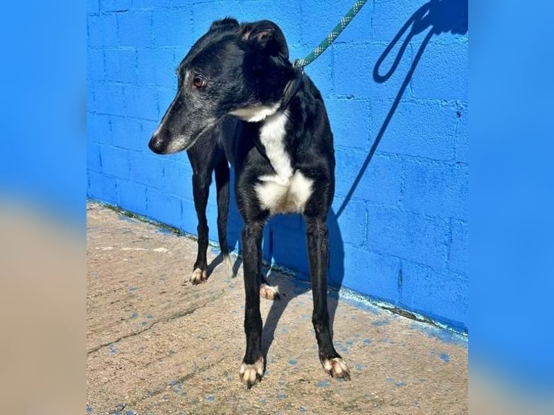 KATA die feine Galga