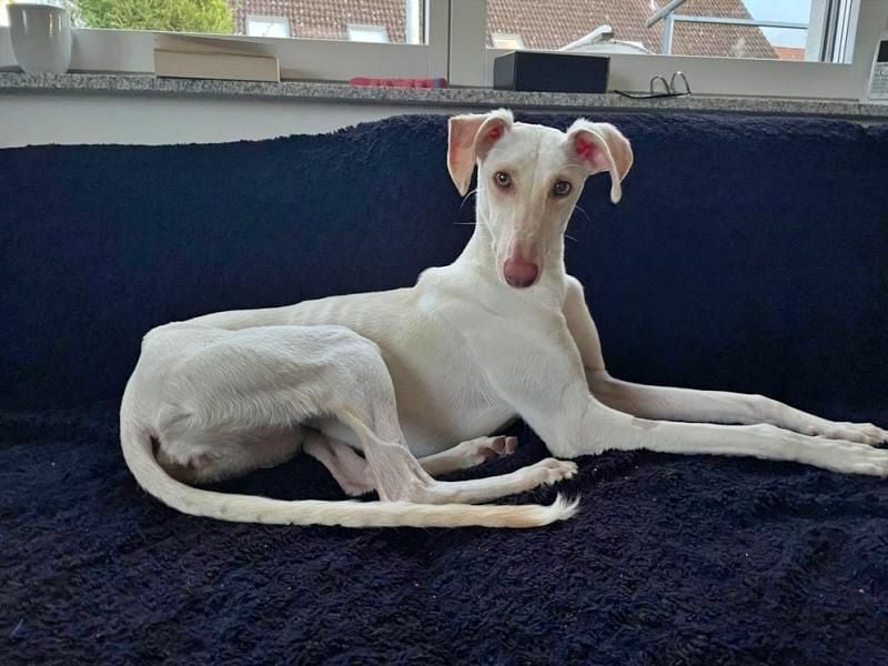 FRAMBUESA  in  74229 Degmarn