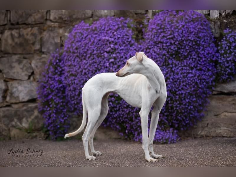 FRAMBUESA  in  74229 Degmarn