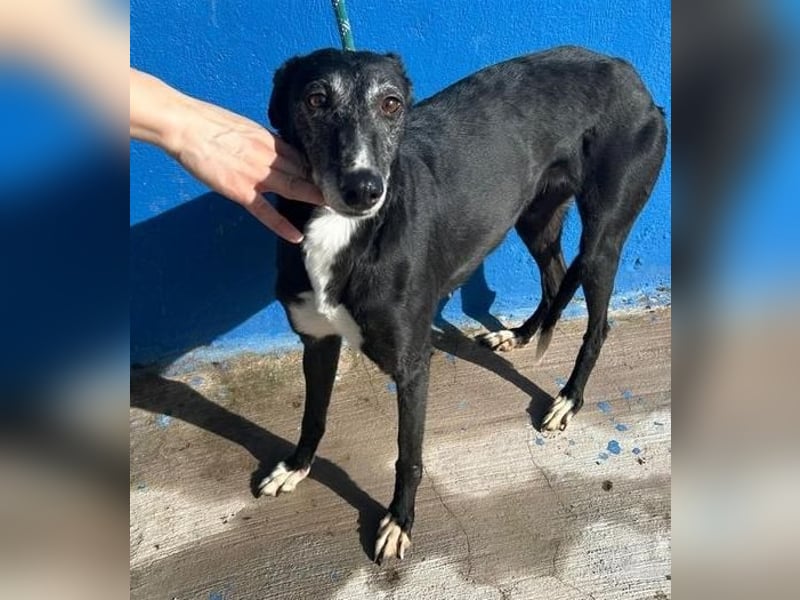 KATA die feine Galga