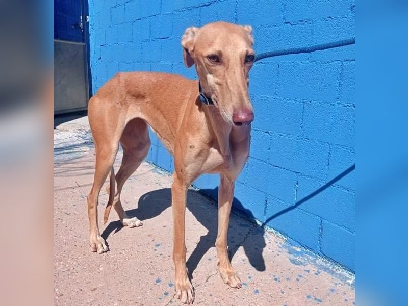 MIEL die elegante Langnase