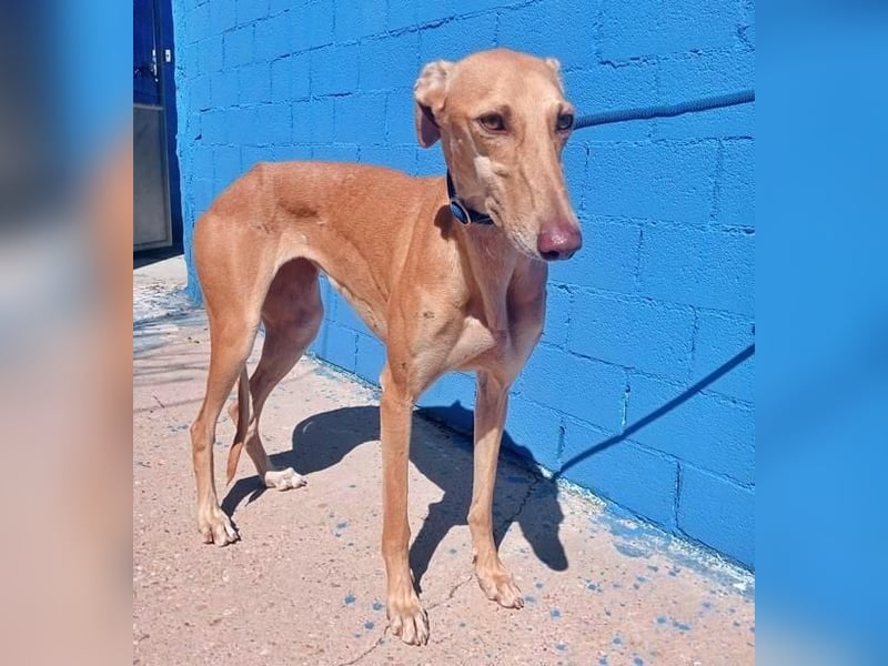 MIEL die elegante Langnase