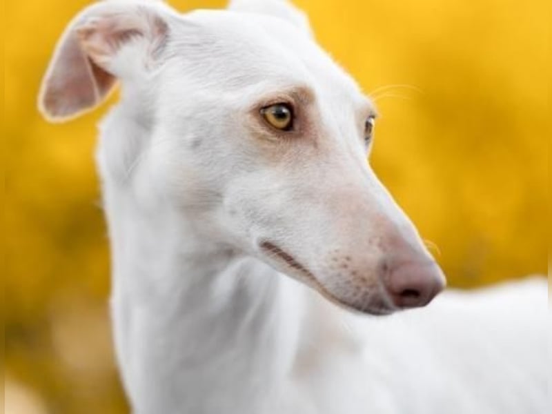 FRAMBUESA  in  74229 Degmarn