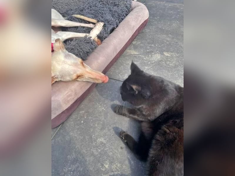 FRAMBUESA  in  74229 Degmarn