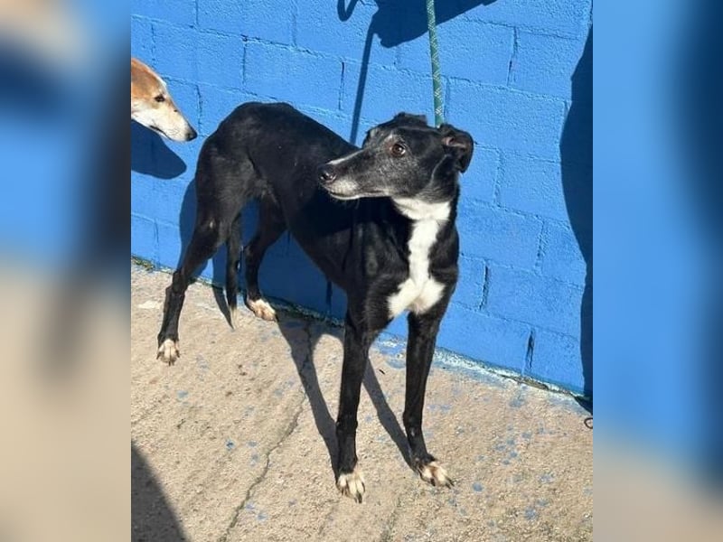 KATA die feine Galga