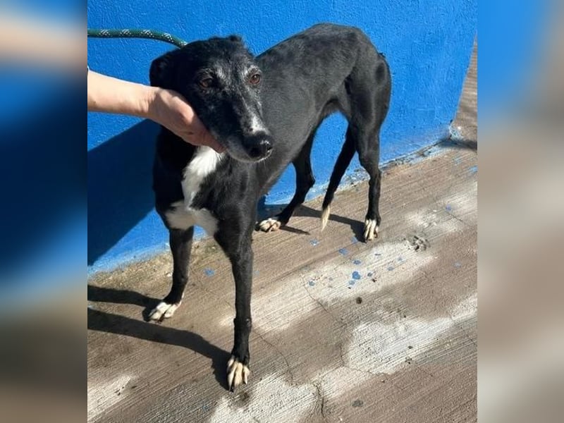 KATA die feine Galga