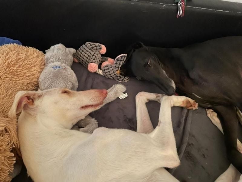 FRAMBUESA  in  74229 Degmarn