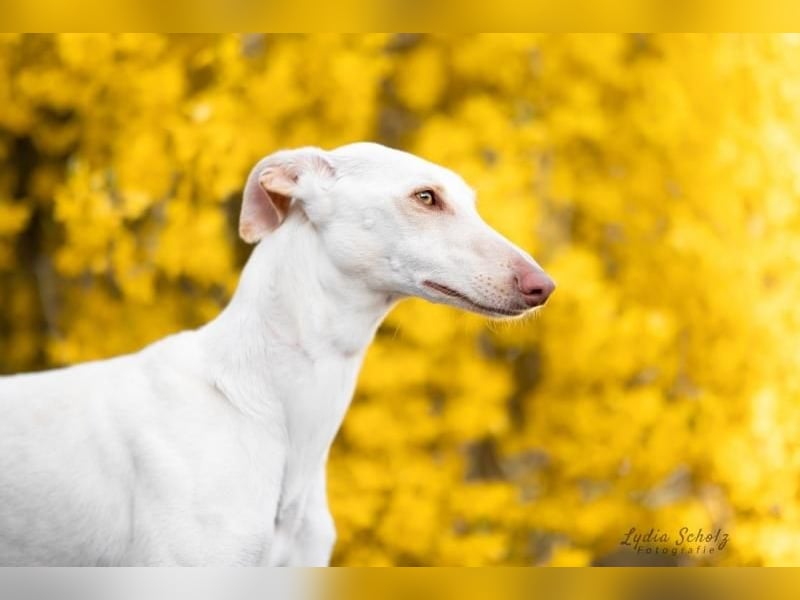 FRAMBUESA  in  74229 Degmarn