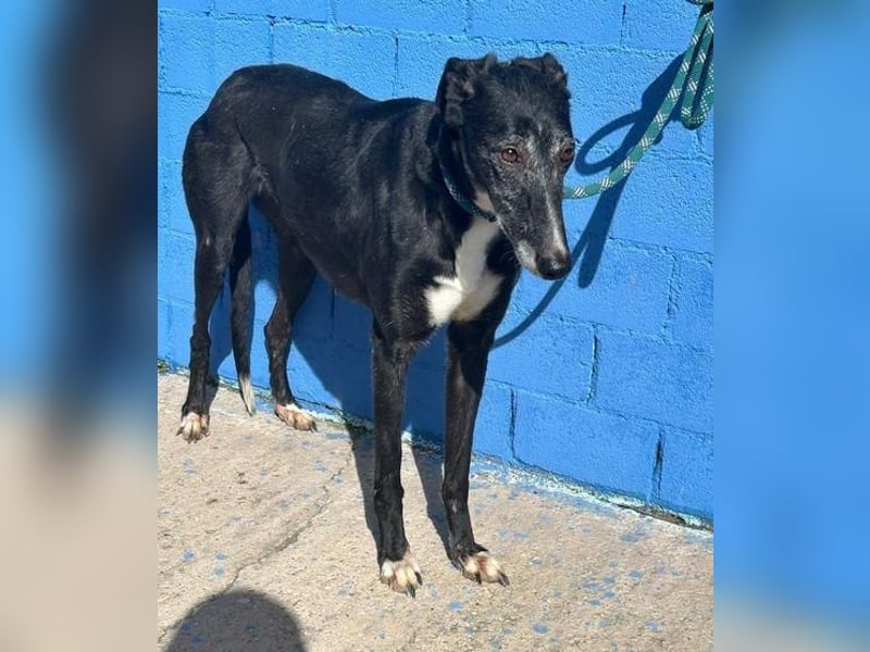 KATA die feine Galga