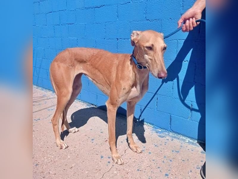 MIEL die elegante Langnase