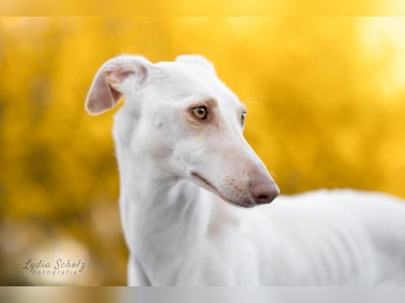 FRAMBUESA  in  74229 Degmarn