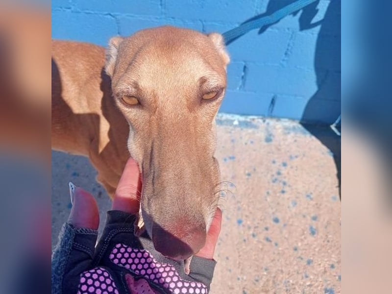 MIEL die elegante Langnase