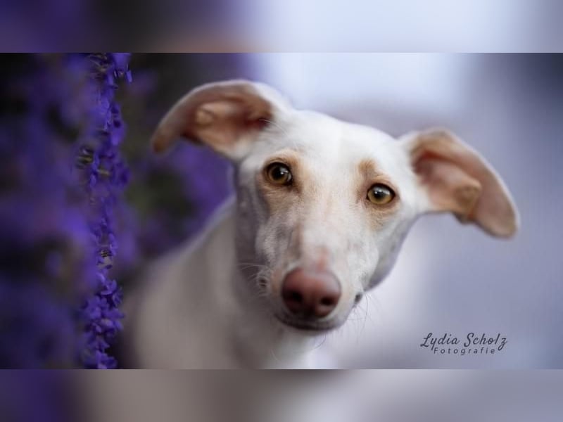 FRAMBUESA  in  74229 Degmarn