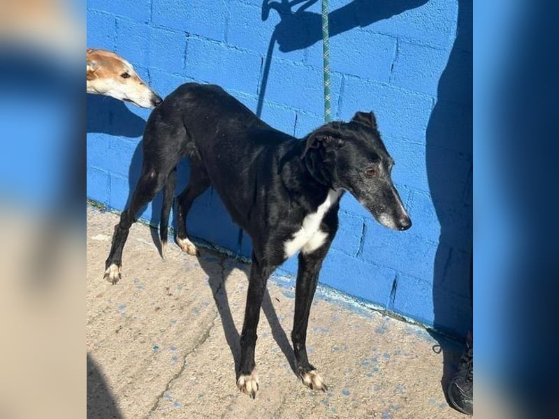 KATA die feine Galga