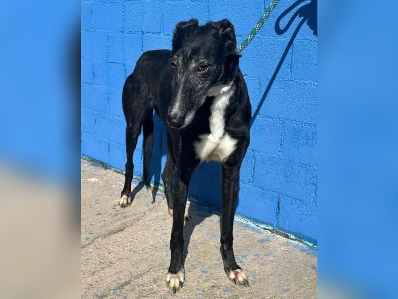 KATA die feine Galga