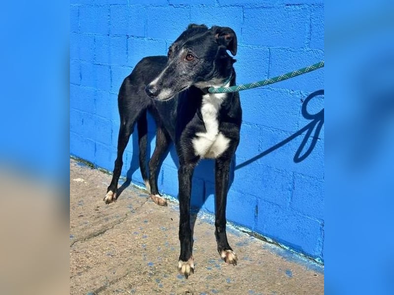 KATA die feine Galga