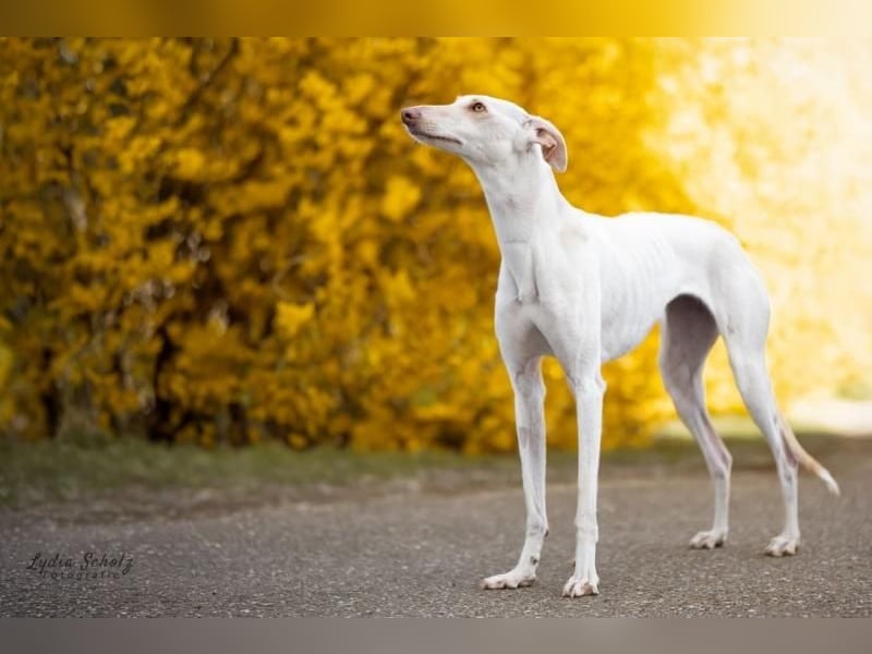 FRAMBUESA  in  74229 Degmarn