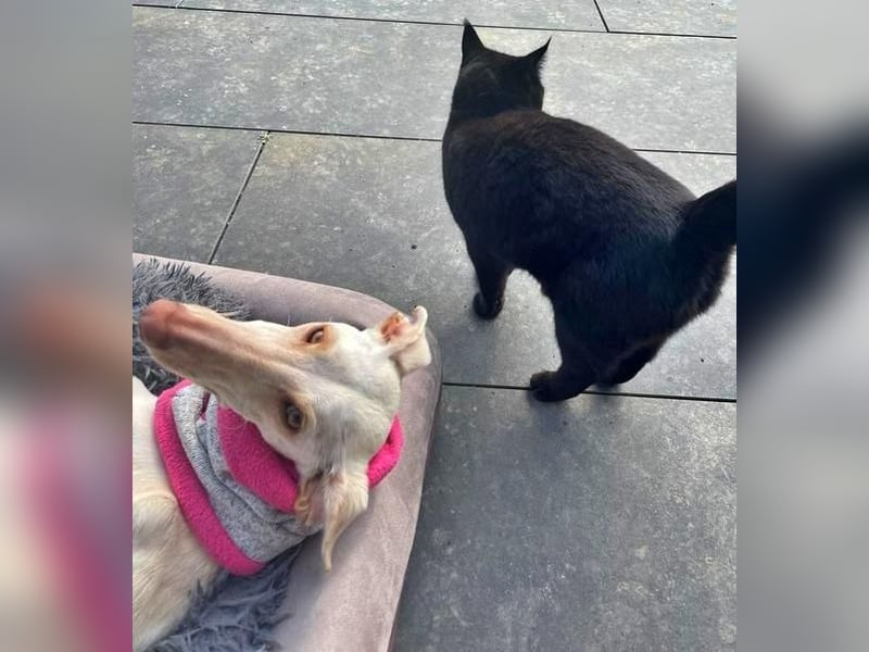 FRAMBUESA  in  74229 Degmarn