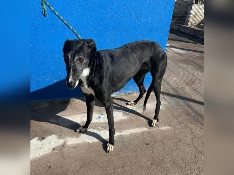 KATA die feine Galga