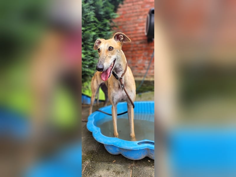 Sombra - schön, schnell, schmusig