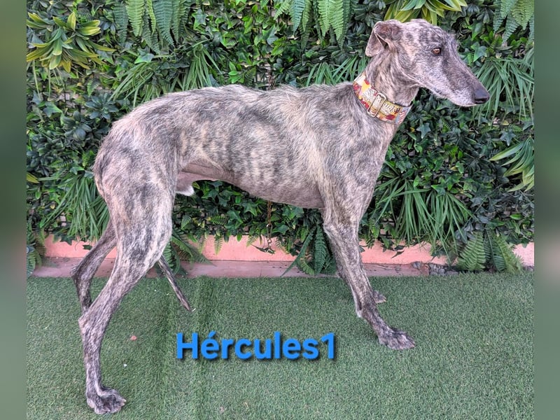 Hércules1 geb. 12/2021 (in Deutschland) - zärtlicher, ruhiger und sensibler Galgo!