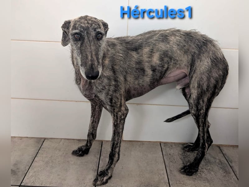 Hércules1 geb. 12/2021 (in Deutschland) - zärtlicher, ruhiger und sensibler Galgo!