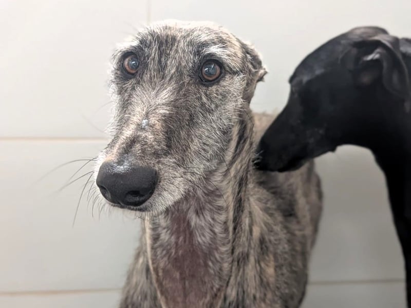 Hércules1 geb. 12/2021 (in Deutschland) - zärtlicher, ruhiger und sensibler Galgo!