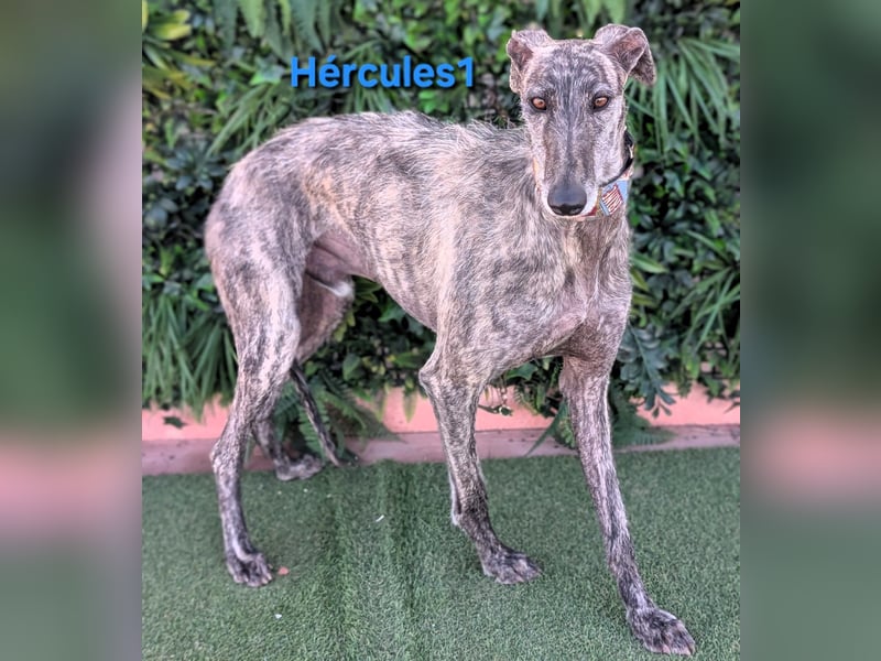 Hércules1 geb. 12/2021 (in Deutschland) - zärtlicher, ruhiger und sensibler Galgo!