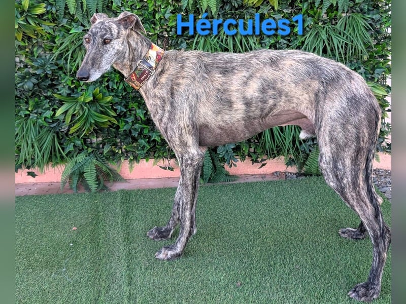 Hércules1 geb. 12/2021 (in Deutschland) - zärtlicher, ruhiger und sensibler Galgo!