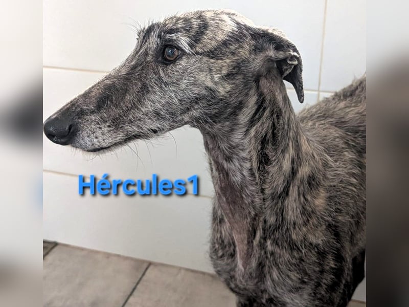 Hércules1 geb. 12/2021 (in Deutschland) - zärtlicher, ruhiger und sensibler Galgo!