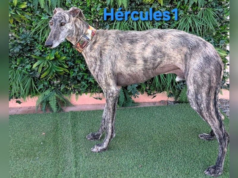 Hércules1 geb. 12/2021 (in Deutschland) - zärtlicher, ruhiger und sensibler Galgo!