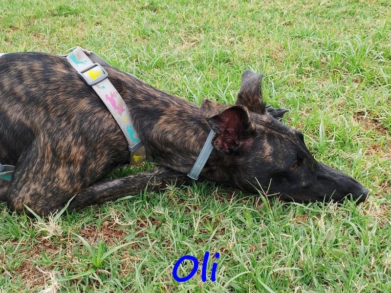 Oli 11/2023 (ESP Pflegestelle) - aufgeschlossener, lieber Handicap-Galgo sucht Zuhause!