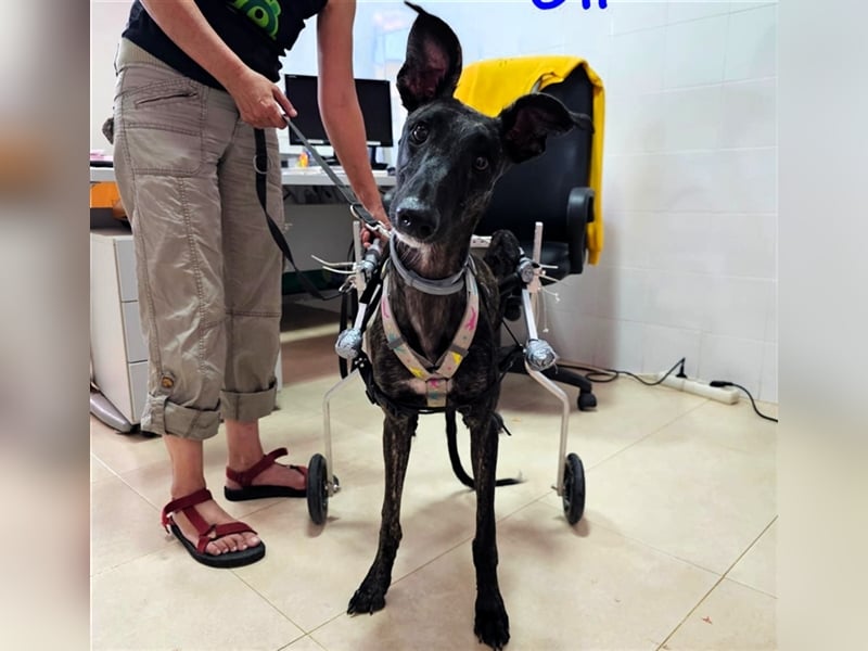 Oli 11/2023 (ESP Pflegestelle) - aufgeschlossener, lieber Handicap-Galgo sucht Zuhause!