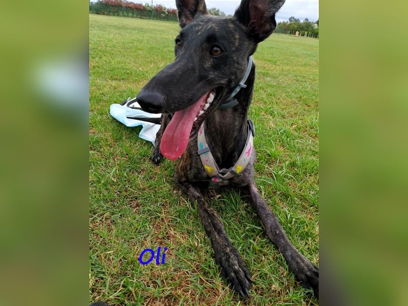 Oli 11/2023 (ESP Pflegestelle) - aufgeschlossener, lieber Handicap-Galgo sucht Zuhause!