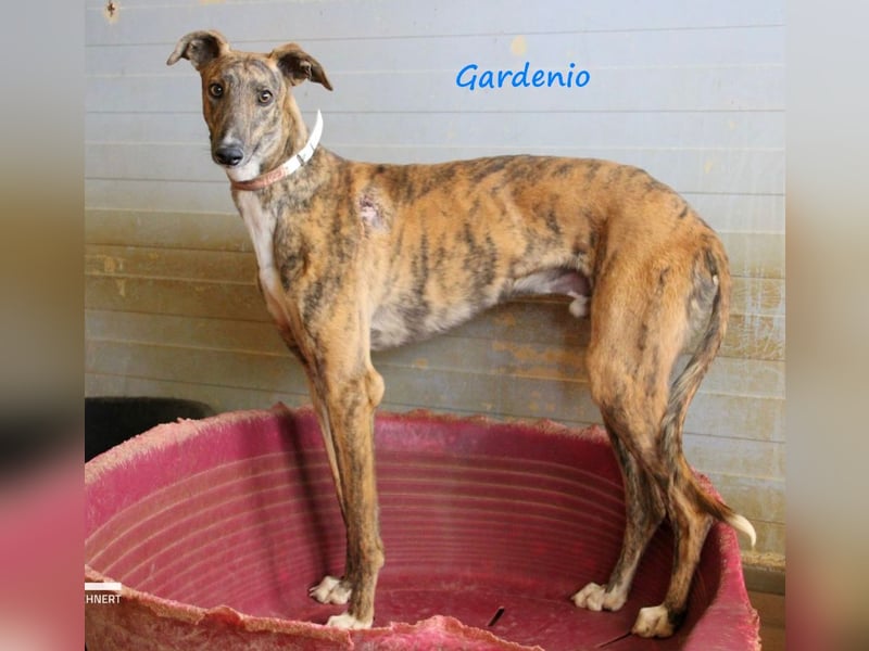 Gardenio 03/2021 (ESP) - traumhafter, verschmuster und sozialer Galgo!