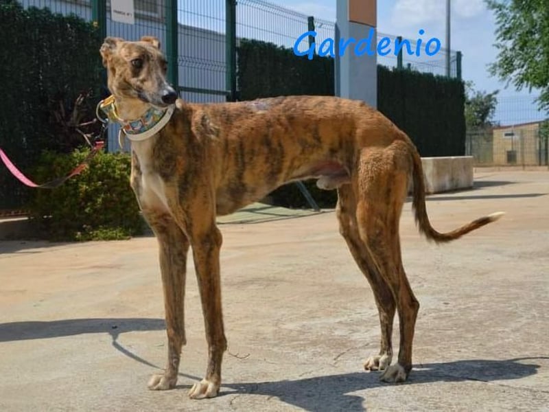 Gardenio 03/2021 (ESP) - traumhafter, verschmuster und sozialer Galgo!