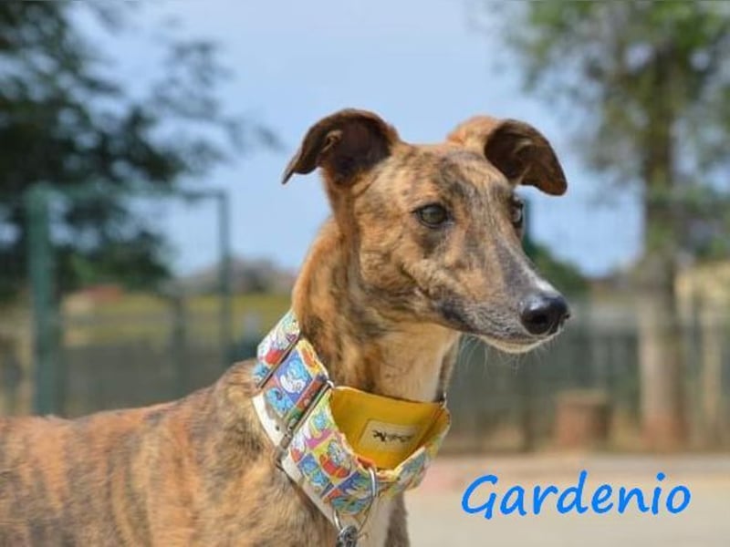 Gardenio 03/2021 (ESP) - traumhafter, verschmuster und sozialer Galgo!