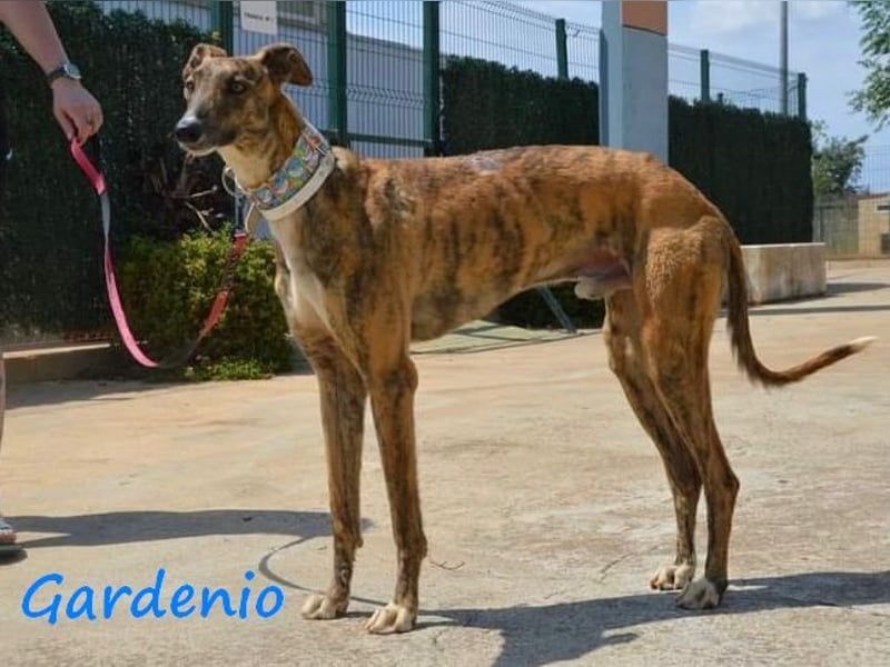 Gardenio 03/2021 (ESP) - traumhafter, verschmuster und sozialer Galgo!