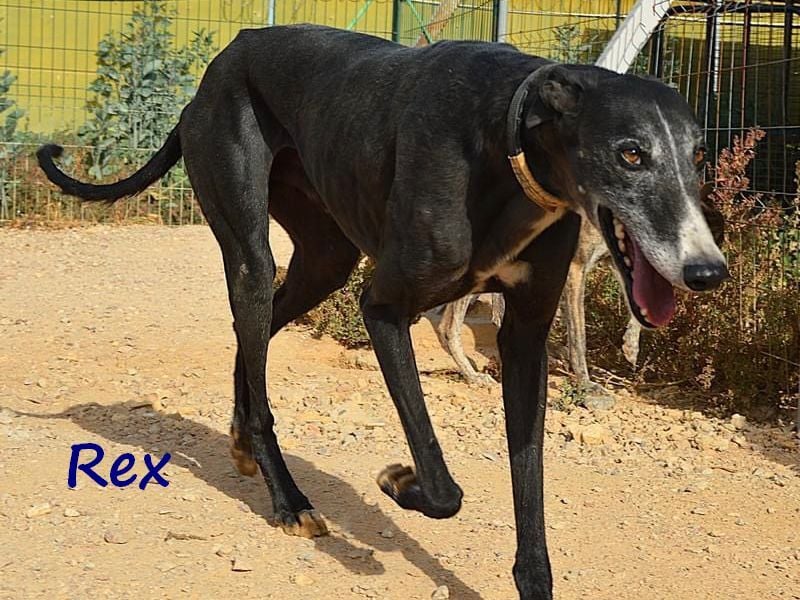 Rex 08/2019 (ESP) - aufgeschlossener, sozialer und angenehmer Galgo!