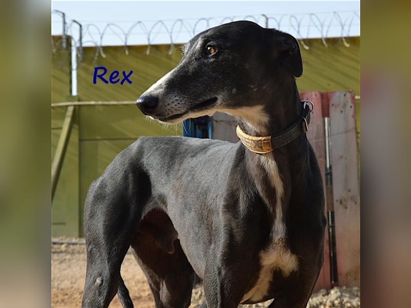 Rex 08/2019 (ESP) - aufgeschlossener, sozialer und angenehmer Galgo!