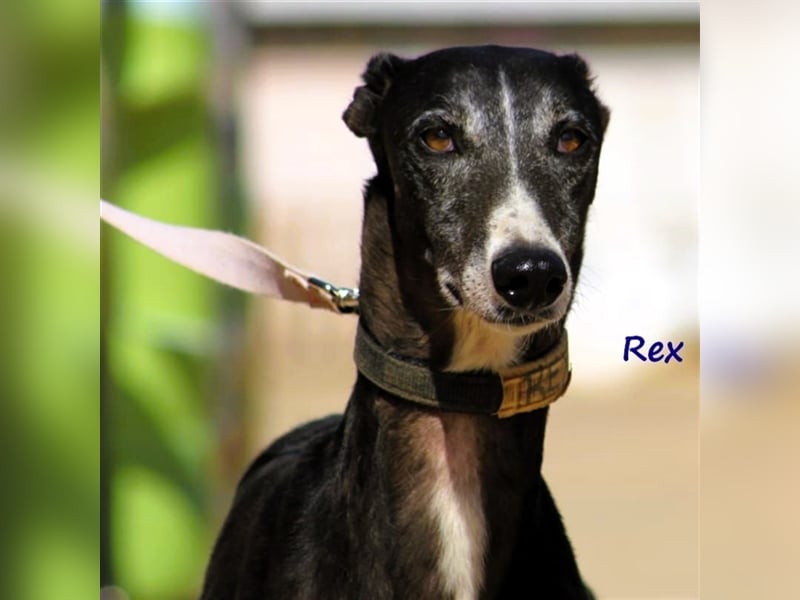 Rex 08/2019 (ESP) - aufgeschlossener, sozialer und angenehmer Galgo!