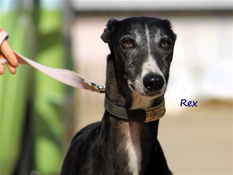 Rex 08/2019 (ESP) - aufgeschlossener, sozialer und angenehmer Galgo!