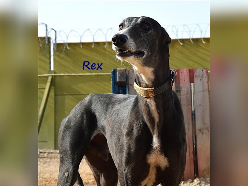 Rex 08/2019 (ESP) - aufgeschlossener, sozialer und angenehmer Galgo!