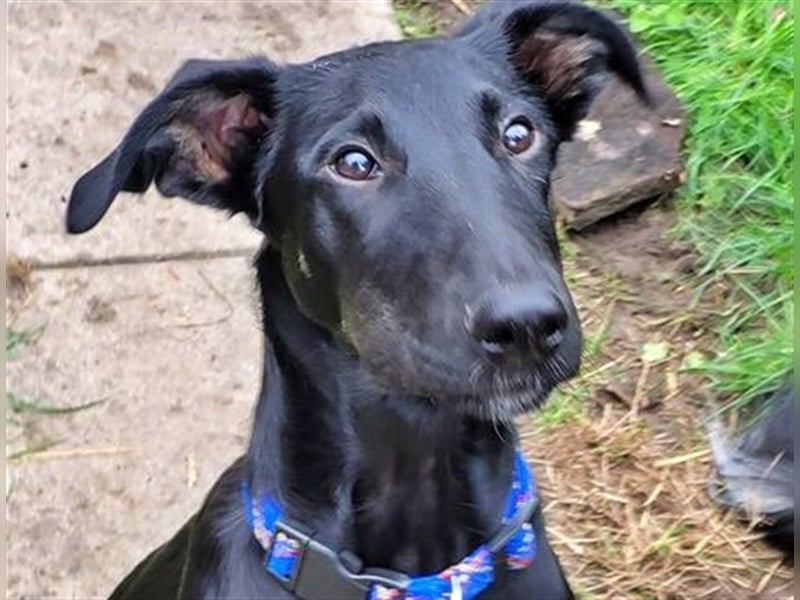 Adam, RESERVIERT Galgo-Mix auf PS Mannheim, Katzen-Kinder-Hunde Freund