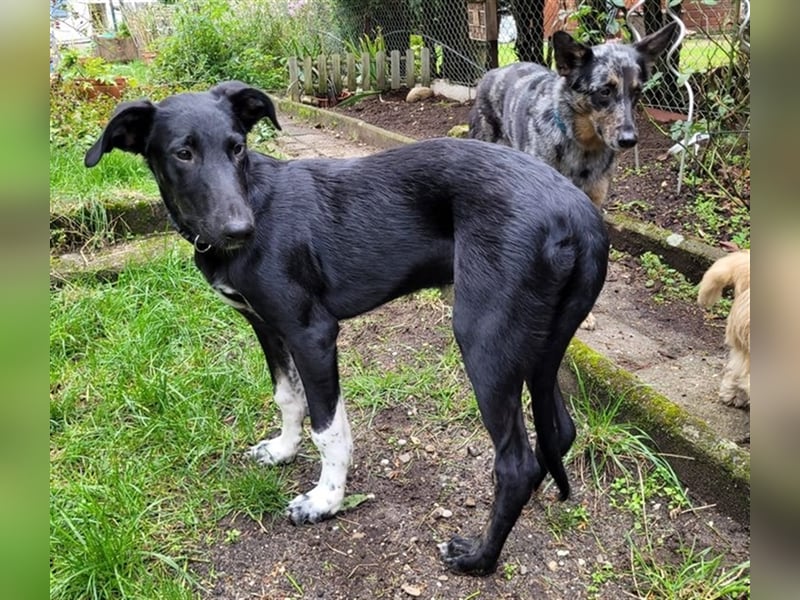 Adam, RESERVIERT Galgo-Mix auf PS Mannheim, Katzen-Kinder-Hunde Freund