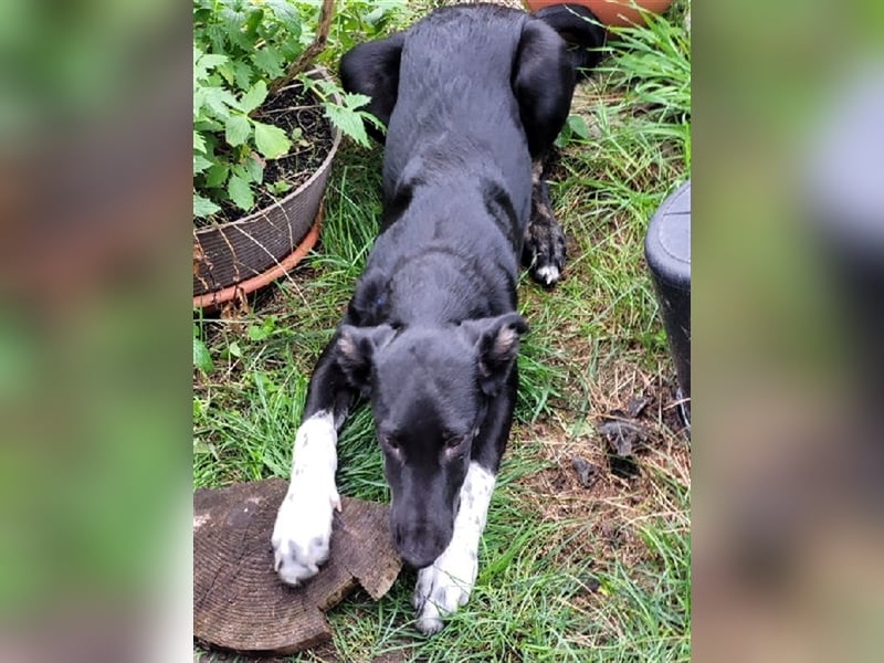 Adam, RESERVIERT Galgo-Mix auf PS Mannheim, Katzen-Kinder-Hunde Freund